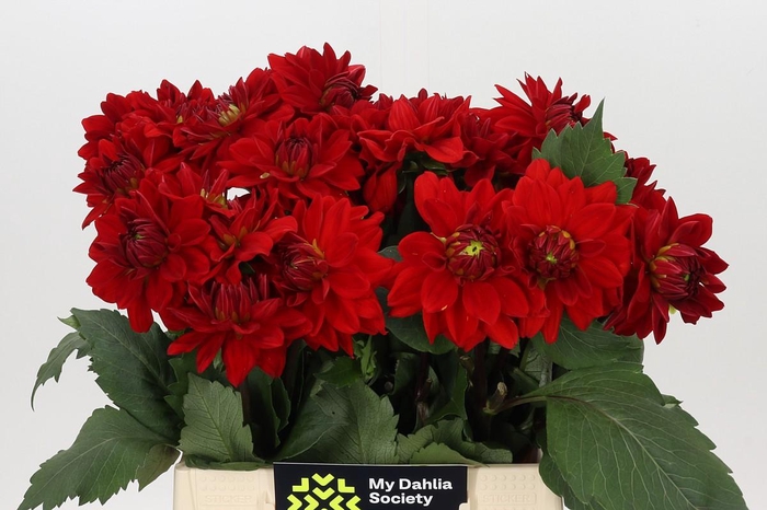 Dahlia Heatwave