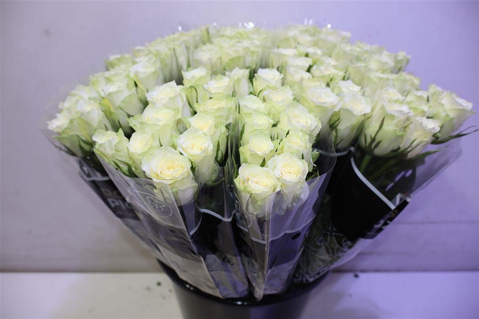 <h4>R Gr Athena X10</h4>