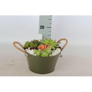Arrangementen Sempervivum 6%