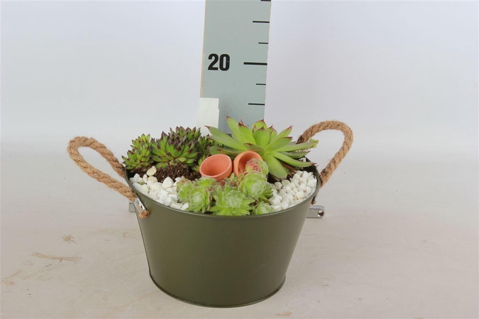 <h4>Arrangementen Sempervivum 6%</h4>