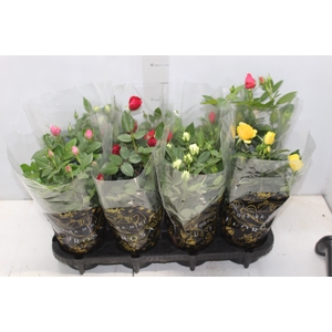 ROSEIRA MINI P13
