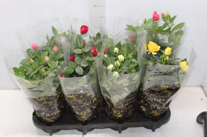<h4>ROSEIRA MINI P13</h4>