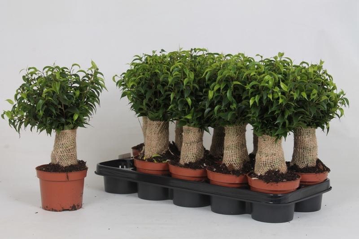 <h4>FIC BE NATASJA</h4>