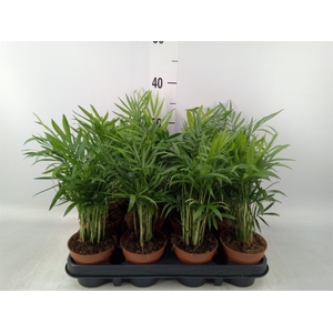 Chamaedorea elegans