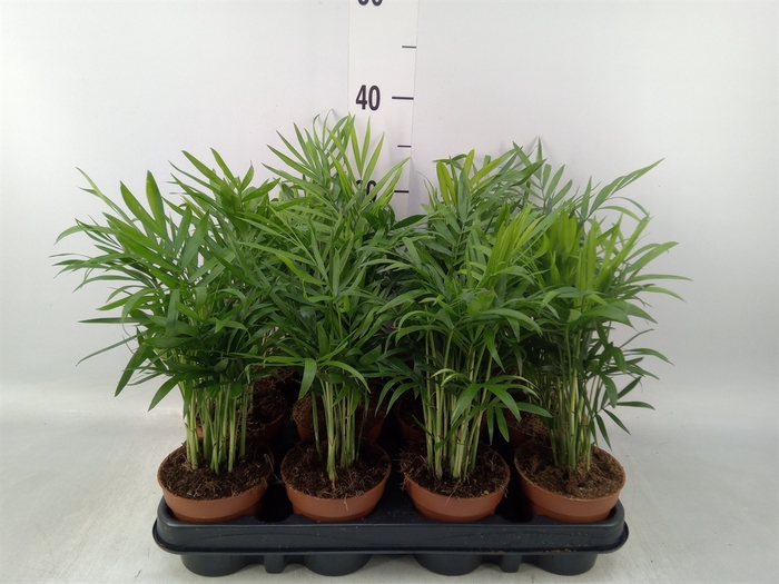 <h4>Chamaedorea elegans</h4>