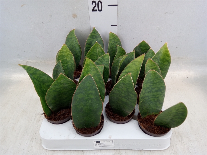 <h4>Sansevieria   ...</h4>