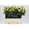 Paeonia Princess Bride