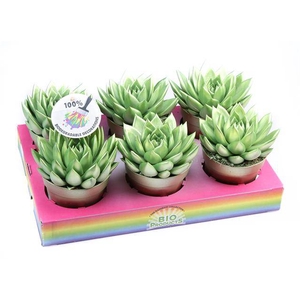 ECHEVERIA METALLIC GREEN P12