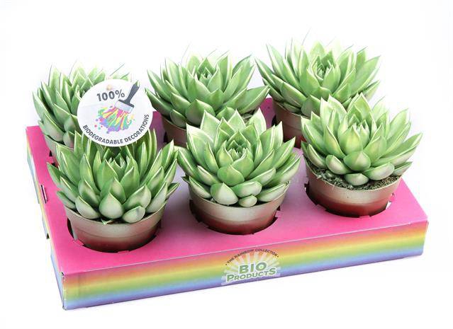 <h4>ECHEVERIA METALLIC GREEN P12</h4>