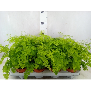 Adiantum raddi. 'Fragrans'
