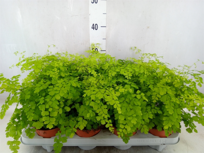 <h4>Adiantum raddi. 'Fragrans'</h4>