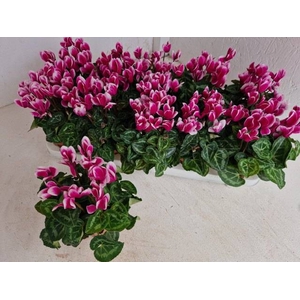 CYCL METIS FANTASIA PURPLE