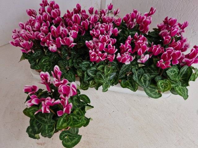 <h4>CYCL METIS FANTASIA PURPLE</h4>