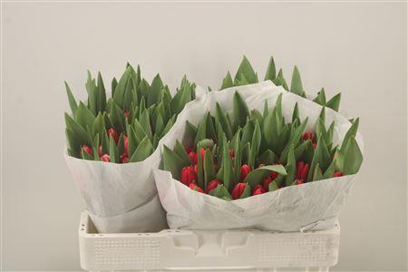 <h4>Tu En Kung-fu</h4>