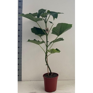 PAULOWNIA TOMENTOSA