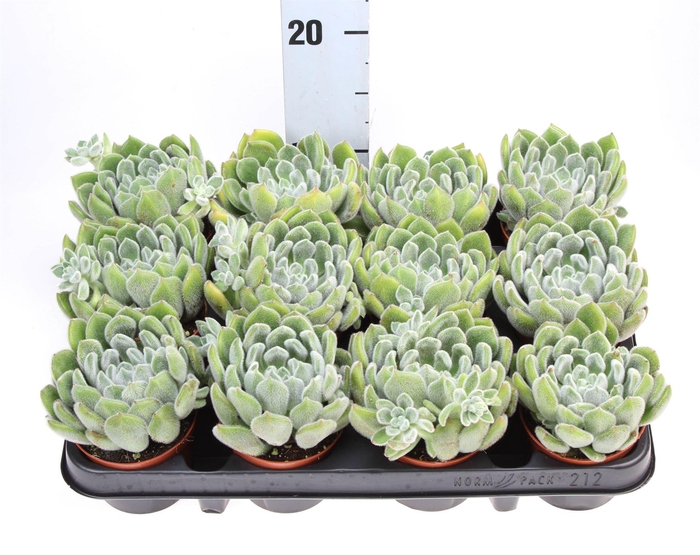 <h4>Echeveria setosa</h4>