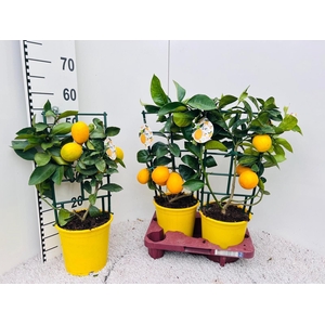 Citrus meyeri Lemon rack/trellis (s2)