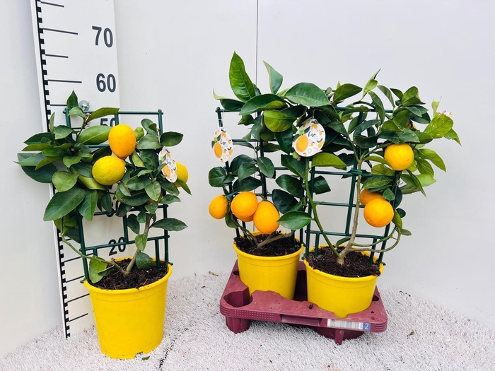 <h4>Citrus meyeri Lemon rack/trellis (s2)</h4>