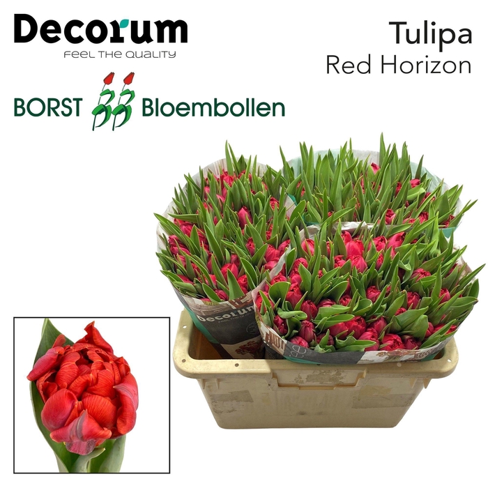 <h4>TU DU RED HORIZON</h4>