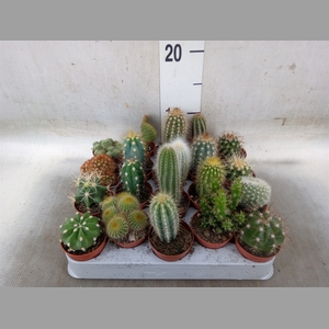 Cactus   ...mix