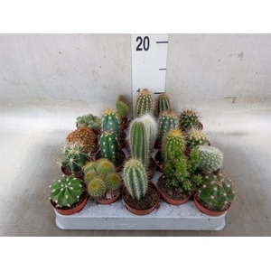 Cactus   ...mix