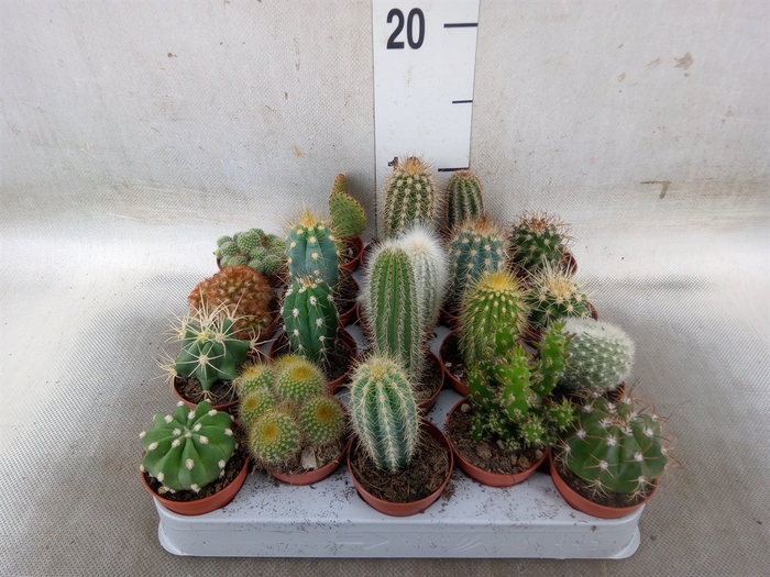<h4>Cactus   ...mix</h4>