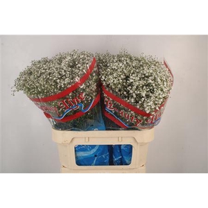 Gyps Pa Beauty Bride