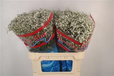 <h4>Gyps Pa Beauty Bride</h4>