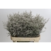 Statice Misty White