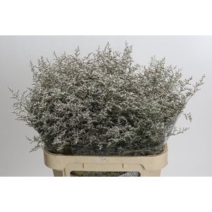 Statice Misty White