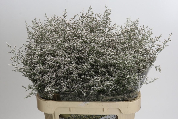 <h4>Statice Misty White</h4>
