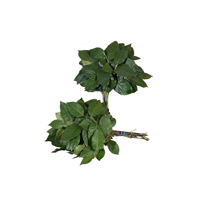 <h4>SALAL MINI TIPS AIR</h4>