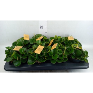 Peperomia obt. 'Obtipan'