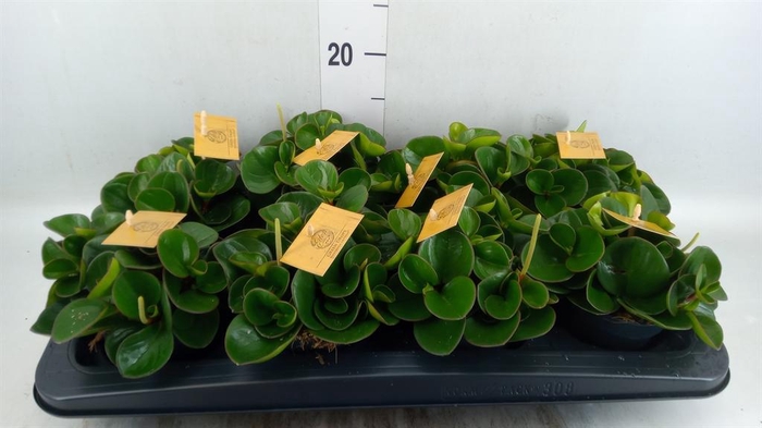 Peperomia obt. 'Obtipan'