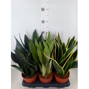 Sansevieria trifa.   ...