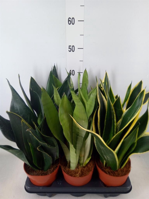 <h4>Sansevieria trifa.   ...</h4>