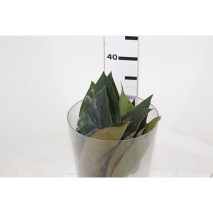 FOLHAGEM PHILODENDRON ROJO CONGO 050 CM