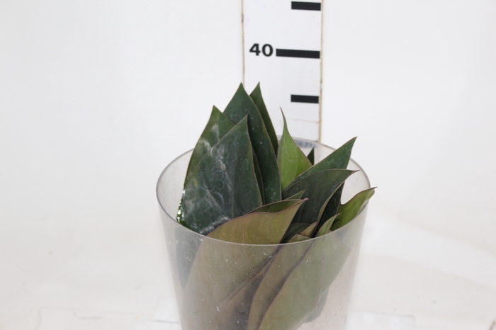 <h4>FOLHAGEM PHILODENDRON ROJO CONGO 050 CM</h4>