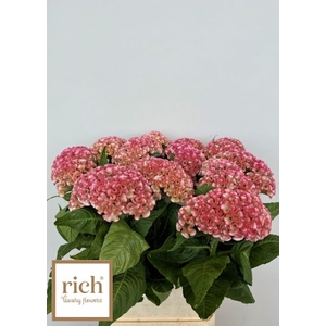 Celosia Turbo Pink Rich