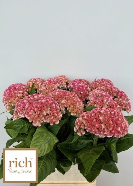 <h4>Celosia Turbo Pink Rich</h4>