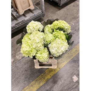 Hydrangea lemon