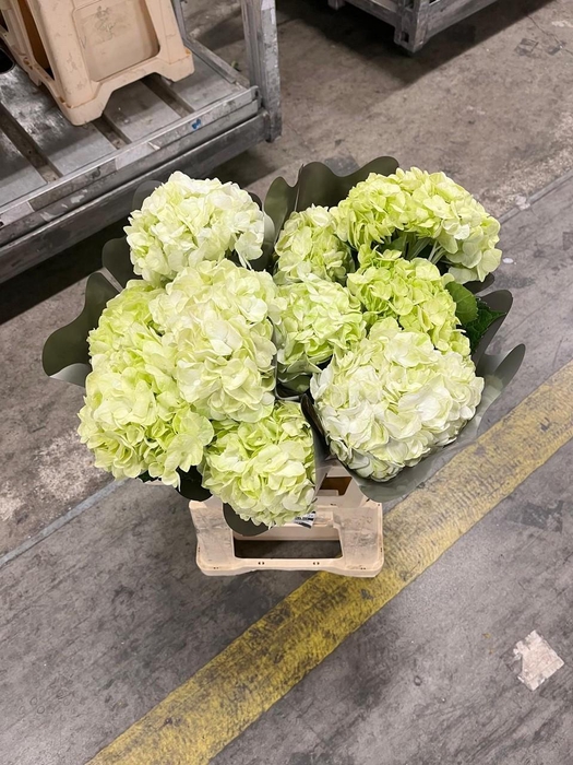 <h4>Hydrangea lemon</h4>