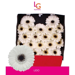 Germini Lido Diamond