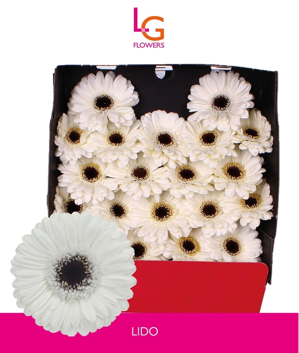 <h4>Germini Lido Diamond</h4>