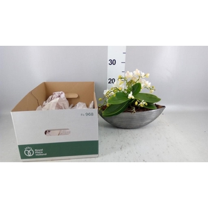 Arr.    Planten  H%