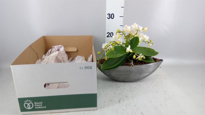 <h4>Arr.    Planten  H%</h4>