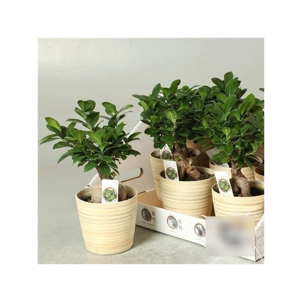 <h4>Fic Mi Ginseng ** Decor Ceramic **</h4>