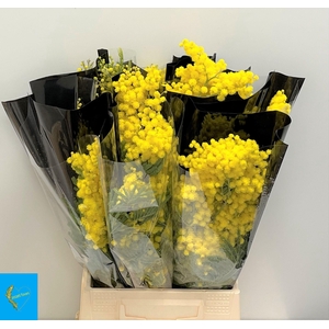 ACACIA BAILEYA BL BS