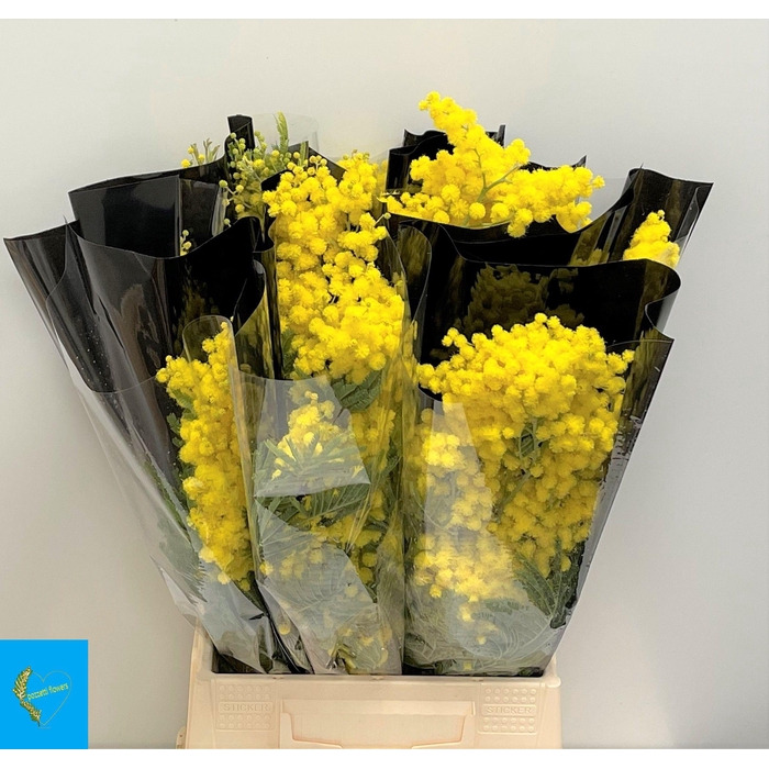 <h4>ACACIA BAILEYA BL BS</h4>