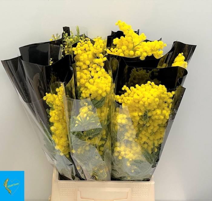 <h4>ACACIA BAILEYA BL BS</h4>